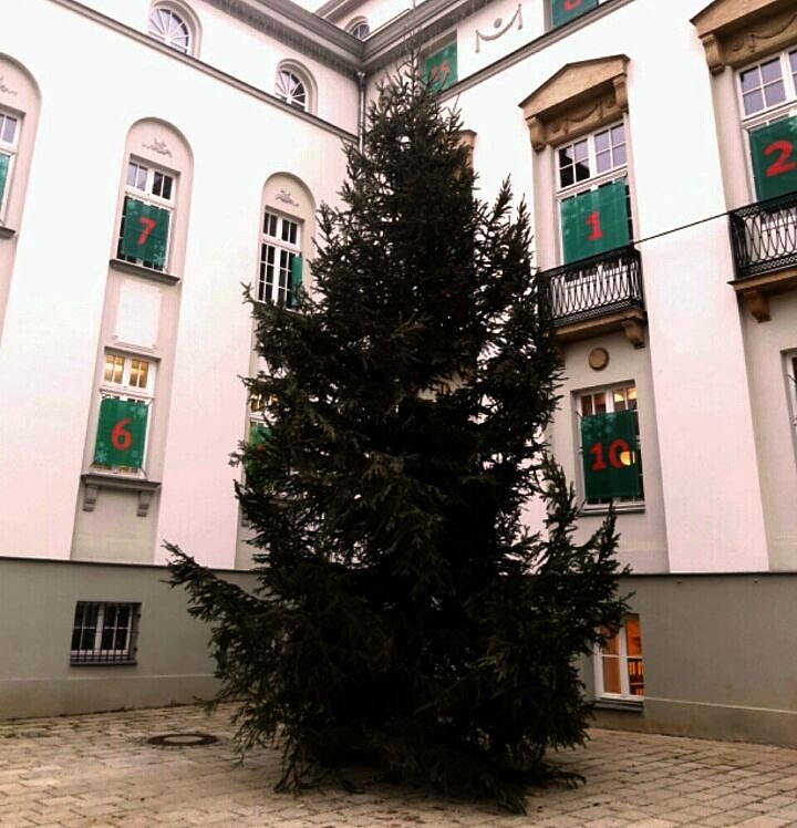 Der größte städtische Weihnachtsbaum in Nordhausen steht am Theater (Foto: Peter Blei)