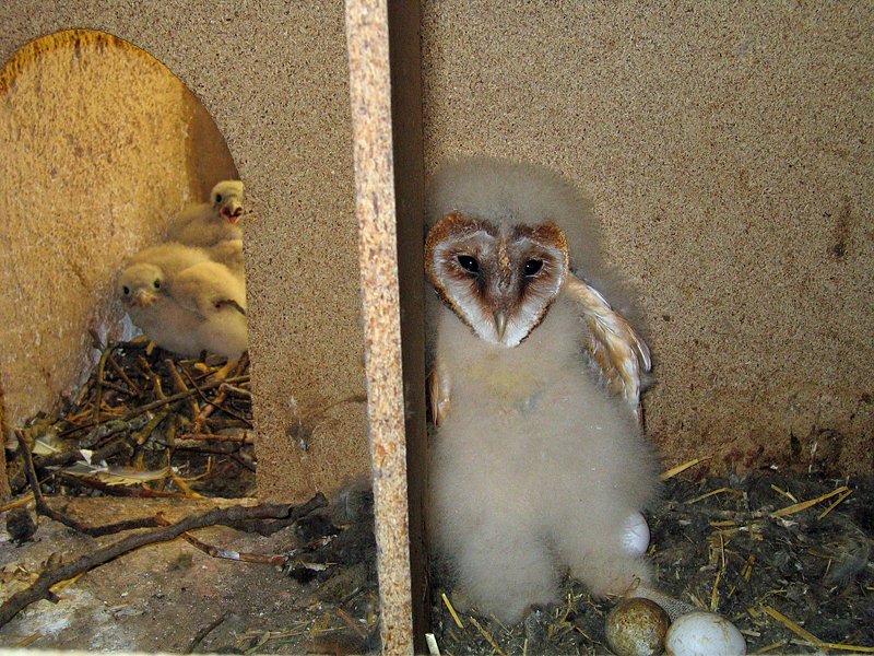 Lebensraum Kirchturm (Foto: Olaf Pleyer)
