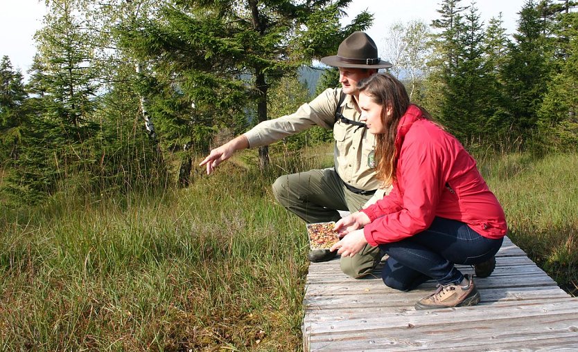 Auf dem Hohnekamm (Foto: Nationalpark Harz)