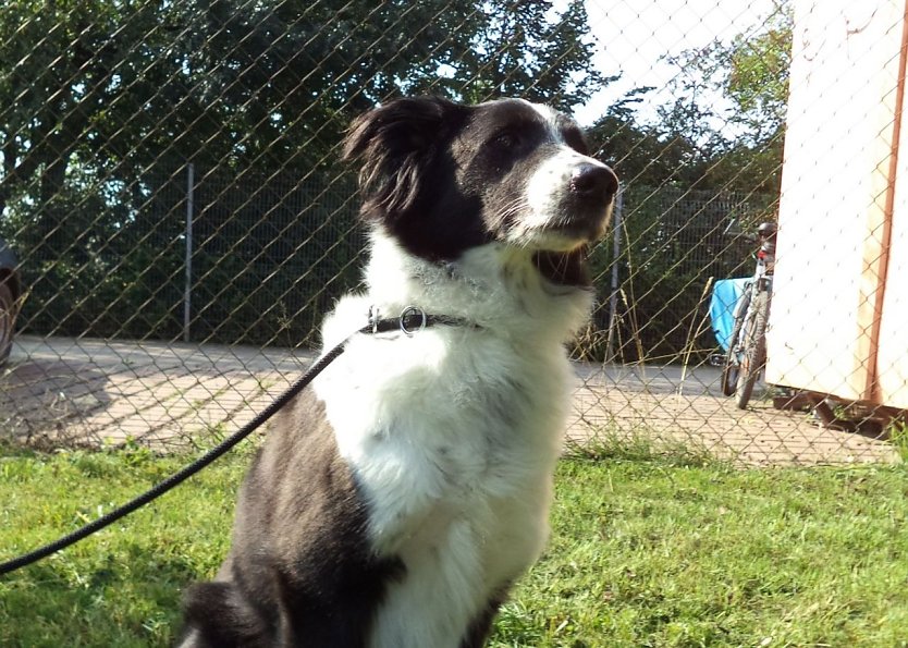 Tier der Woche: Bella (Foto: Tierheim ndh)