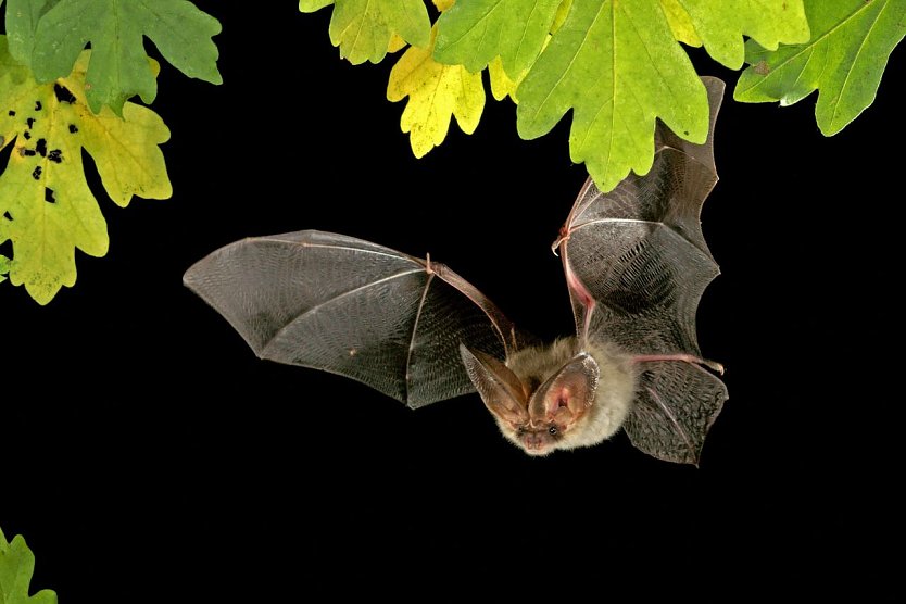 Braunes Langohr (Foto: Marko K&ouml;nig)