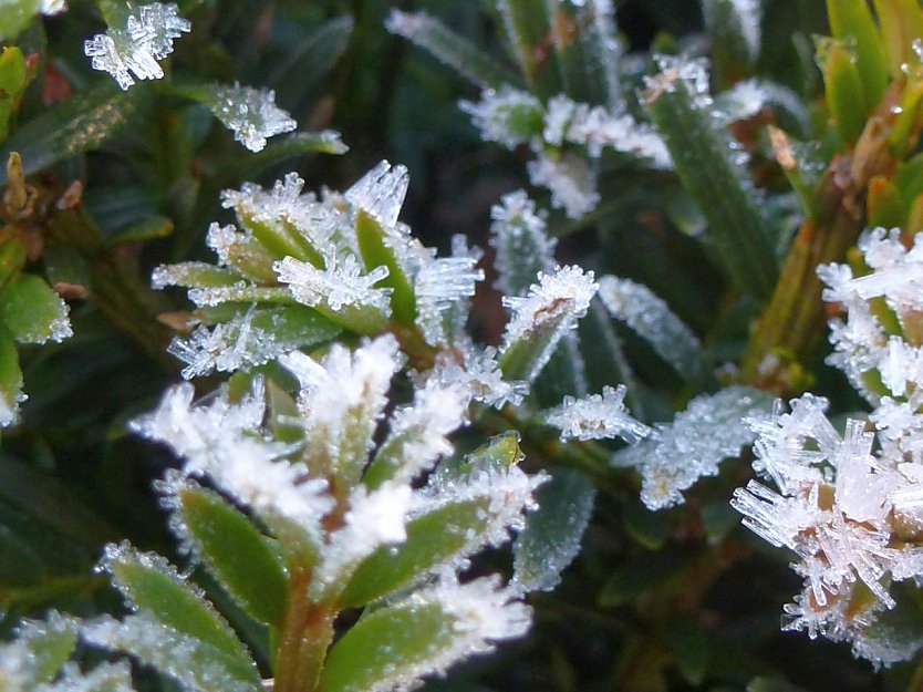 Fotos gesucht (Foto: Michael Menzel)