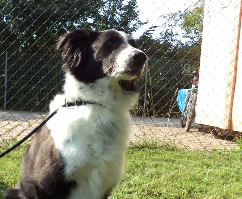 Tier der Woche: Bella (Foto: Birgit Hellrung) Tier der Woche: Bella (Foto: Birgit Hellrung)