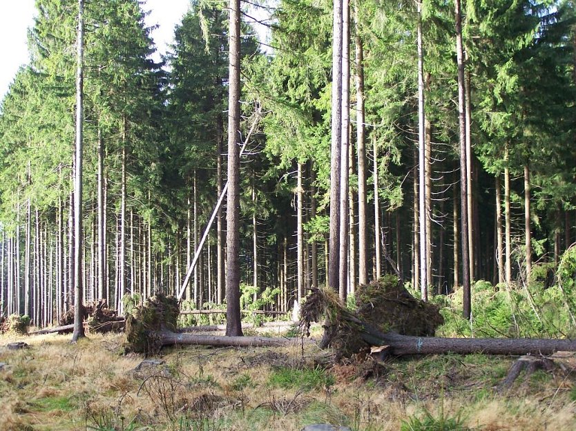 Sturmsch&auml;den (Foto: Th&uuml;ringenForst)