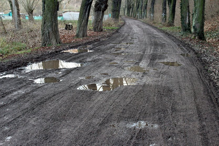 Kahlschlag um und hinterm Hammateich? (Foto: Karl-Heinz Herrmann)