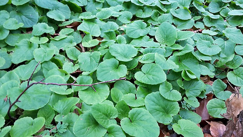 Nicht nur grüne Oasen (Foto: Privat) Nicht nur grüne Oasen (Foto: Privat)