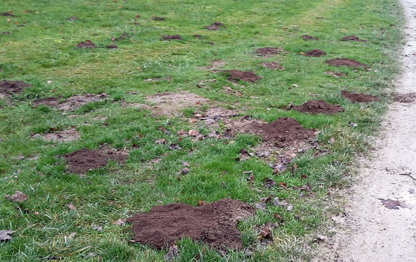 Nicht nur grüne Oasen (Foto: Privat) Nicht nur grüne Oasen (Foto: Privat)