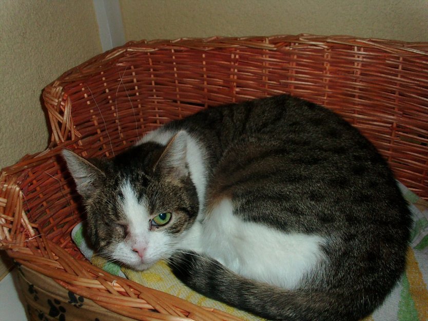 Stummelchen (Foto: Karin Ziegler)