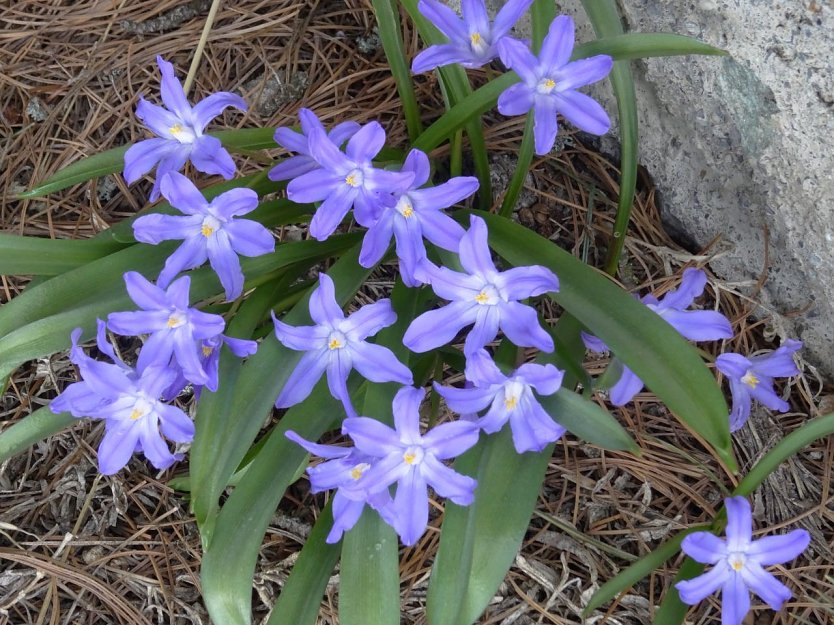 Fr&uuml;hlingsbl&uuml;her (Foto: Ilka K&uuml;hn)