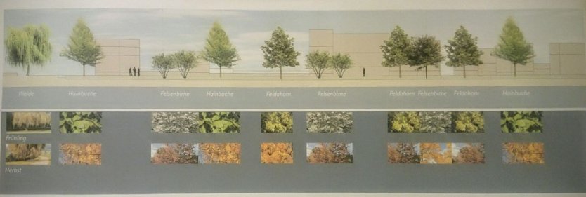 B&auml;ume f&uuml;r M&uuml;hlwehr (Foto: Hoffmeister)