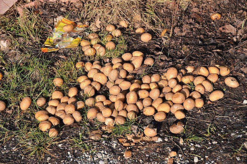  Woanders wird gehungert und hier werden sogar Kartoffeln in die Landschaft gesch&uuml;ttet. (Foto: Lindner)