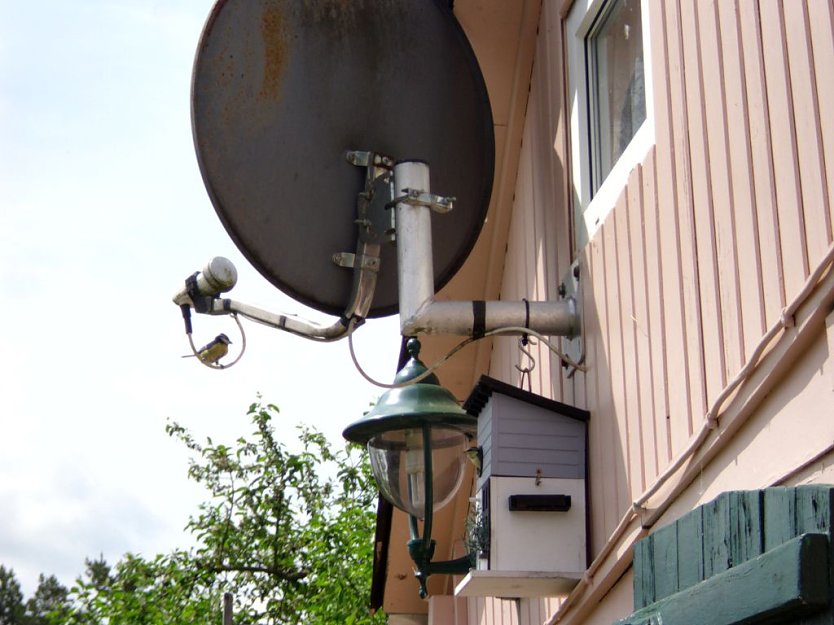 Auch das Luxus Apartment ist nun mit Meisen belegt (Foto: Thomas Leipold) Auch das Luxus Apartment ist nun mit Meisen belegt (Foto: Thomas Leipold)
