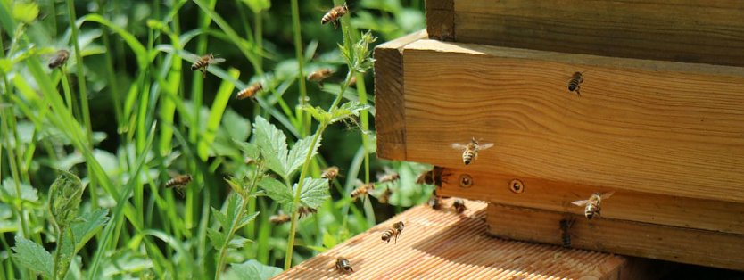 Neue Nachbarn für Niedersachswerfens Grundschüler (Foto: Angelo Glashagel) Neue Nachbarn für Niedersachswerfens Grundschüler (Foto: Angelo Glashagel)
