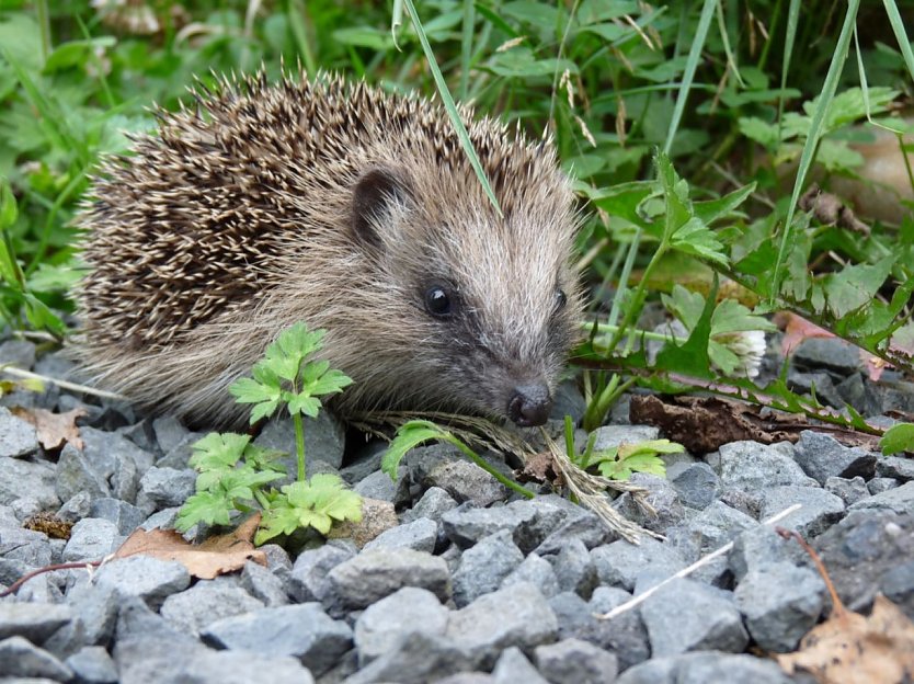 Igelschutz (Foto: Tierschutzbund)