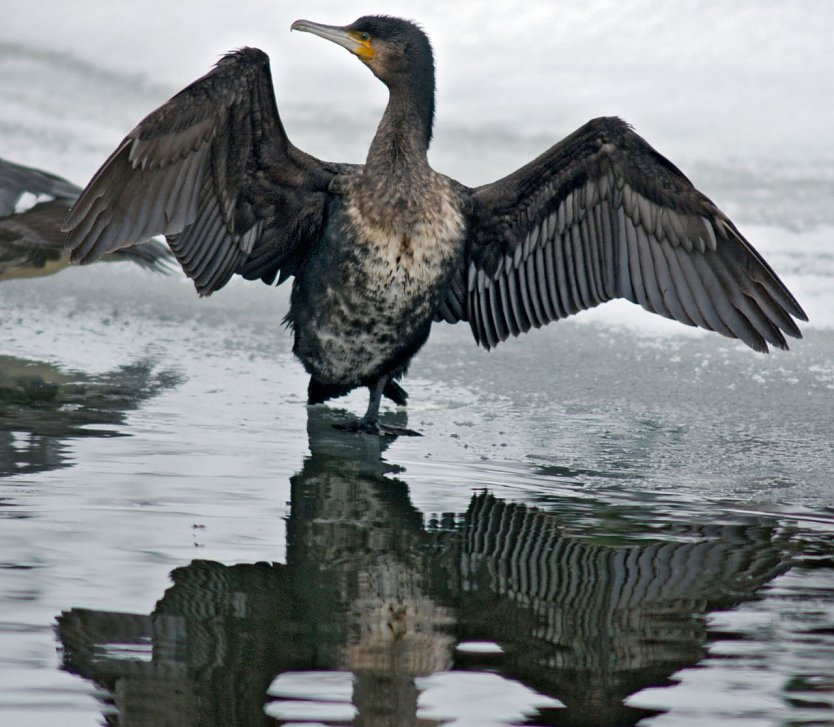 Kormoran im Winter (Foto: Leo/fokus-natur.de)