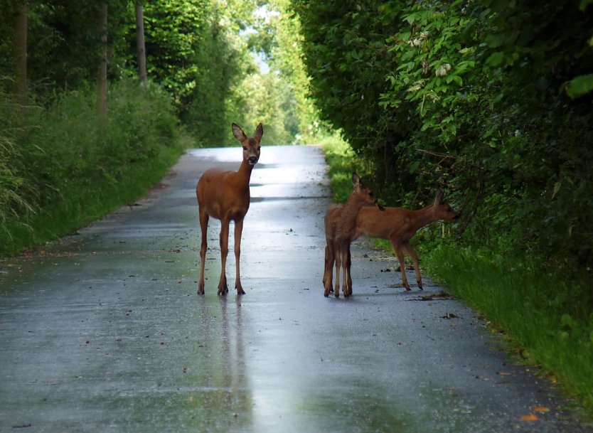 Vorsicht Wild (Foto: Tierschutzbund)