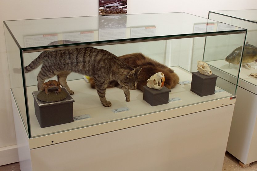 Sonderausstellung Biologische Invasionen verl&auml;ngert (Foto: Karl-Heinz Herrmann)