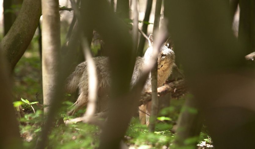 Weiblicher Jungwolf bei Ohrdruf  (Foto: S. B&ouml;ttner)