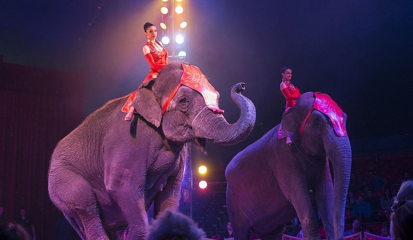 Elefanten im Zirkus (Foto: Tierschutzbund)