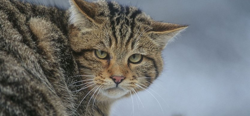 Wildkatze (Foto: Thomas Stephan)