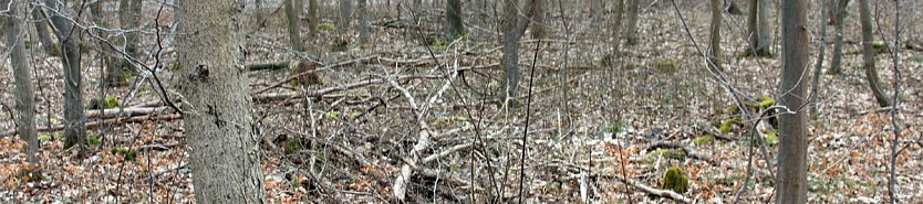 Possenspiel um Wald (Foto: Karl-Heinz Herrmann)