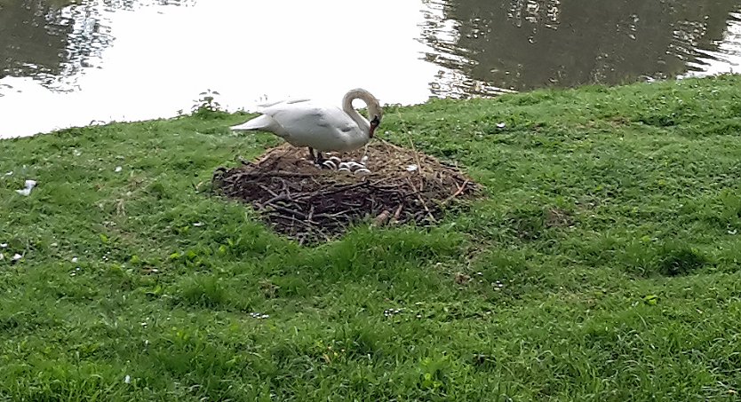 In die Kinderstube geschaut (Foto: Karl-Heinz Herrmann) In die Kinderstube geschaut (Foto: Karl-Heinz Herrmann)