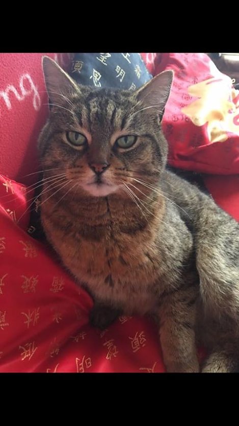 Kater vermisst! (Foto: Privat)