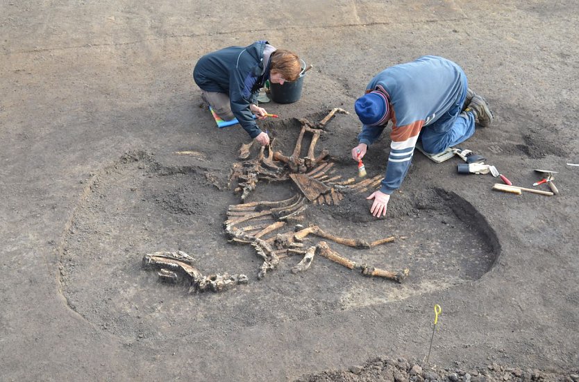 Doppelte Rinderbestattung (während der Freilegung), um 2900 v.u.Z. (Foto: privat)