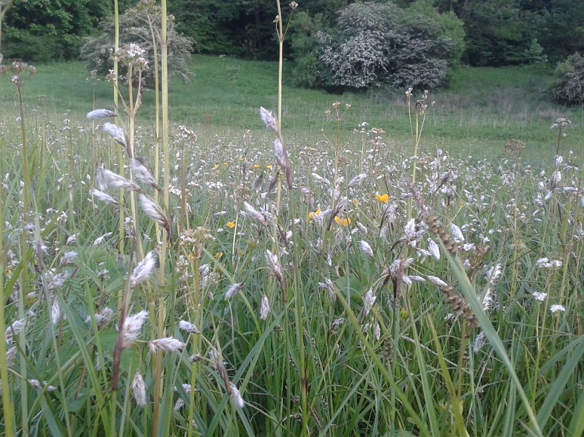 Durch kontinuierliche, von Mitgliedern und Freunden des BUND-Kreisverbandes Nordhausen durchgef&uuml;hrte Mahd entwickelte sich in einem kalkreichen Flachmoor im NSG R&uuml;digsdorfer Schweiz ein Massenbestand des gef&auml;hrdeten Schmalbl&auml;ttrigen Wollgrases (Foto: Bodo Schwarzberg)