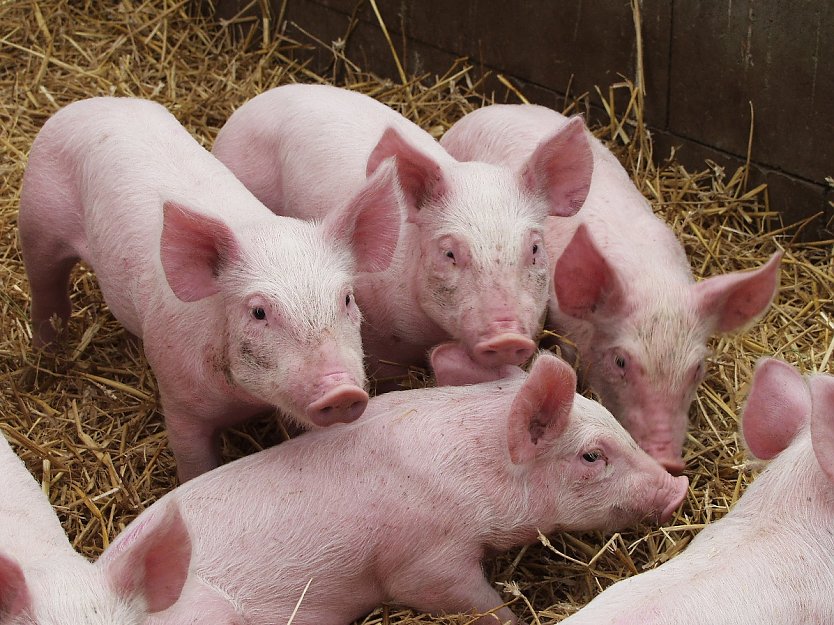 Ferkelkastration ohne Betäubung (Foto: Tierschutzbund) Ferkelkastration ohne Betäubung (Foto: Tierschutzbund)