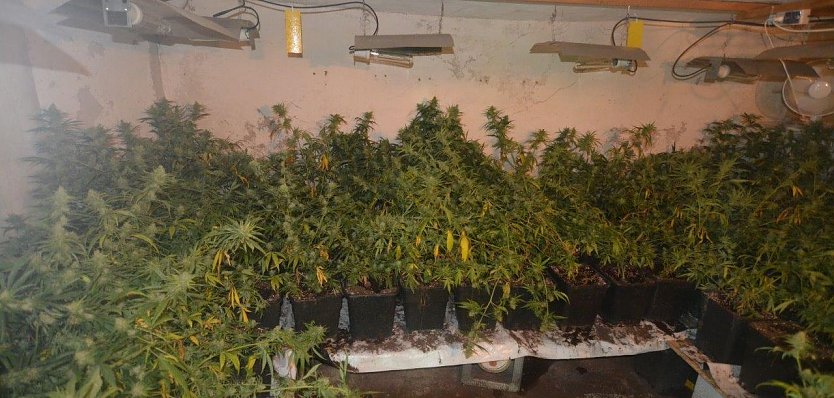 Indoorplantage ausgehoben (Foto: Polizei)