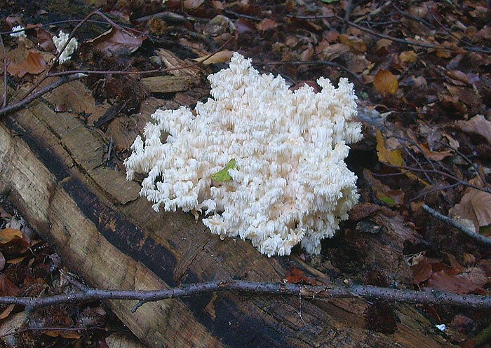 Korallenpilz? (Foto: Karl-Heinz Herrmann) Korallenpilz? (Foto: Karl-Heinz Herrmann)