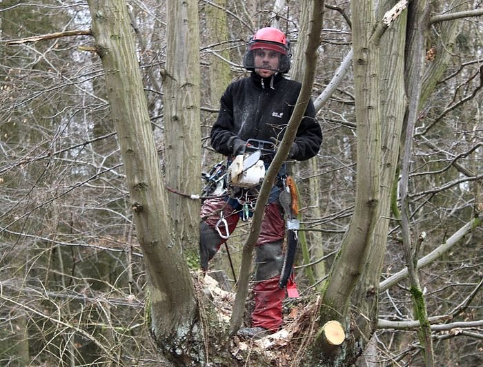 Schneiteln (Foto: J. Piper)