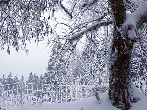 Winter im Harz (Foto: Familie Hankel)