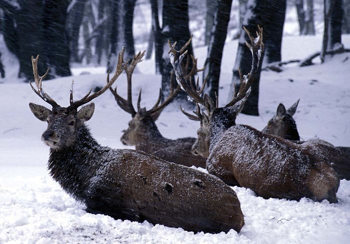 Rothirsch (Foto: A. Maywald)