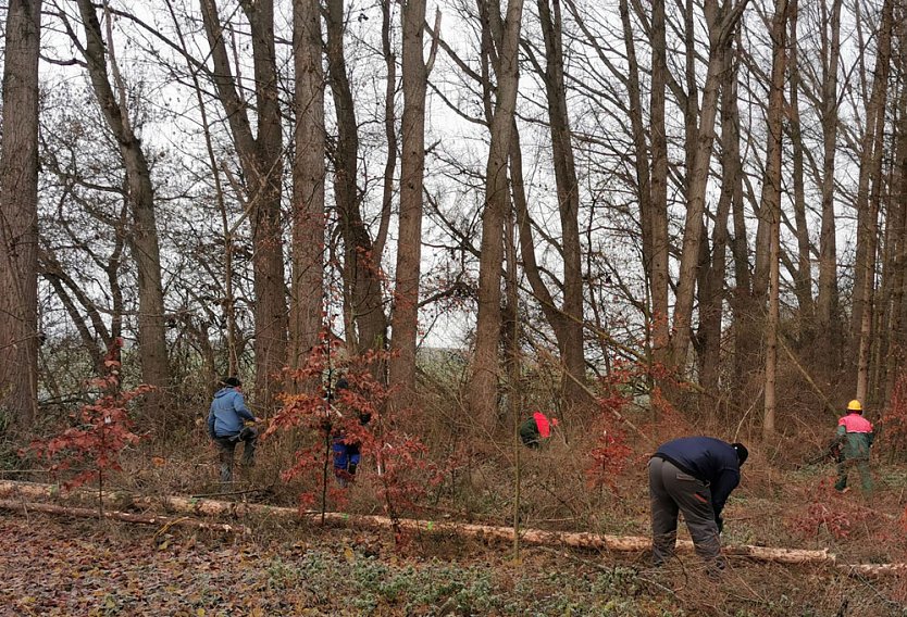 Trockensch&auml;den beseitigt (Foto: K.-H. K&auml;mmerer)