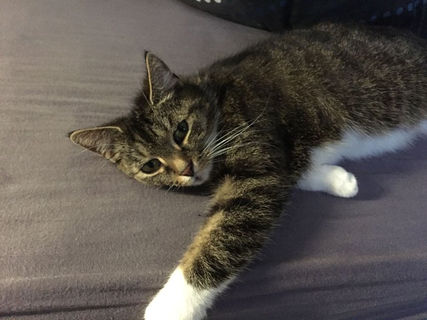 Wo ist Lucy? (Foto: privat) Wo ist Lucy? (Foto: privat)