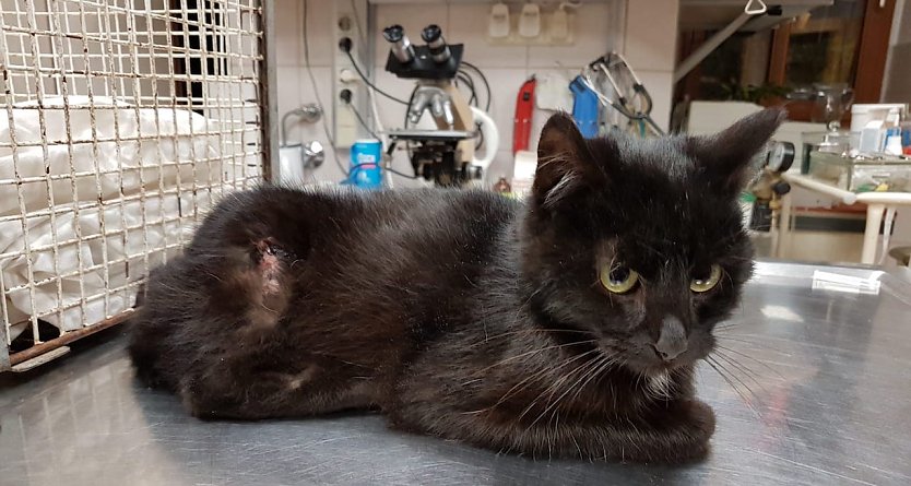 Kater (Foto: Tierheim sondershausen) Kater (Foto: Tierheim sondershausen)