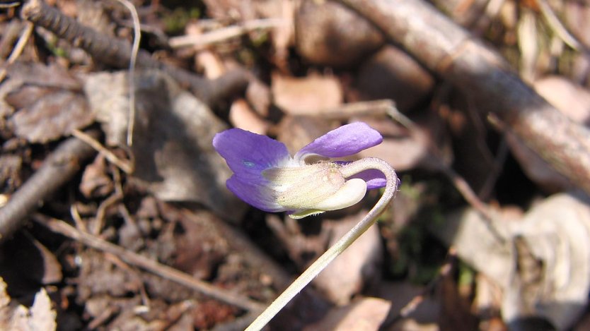 Das H&uuml;gel-Veilchen (Viola collina) (Foto: Bodo Schwarzberg)
