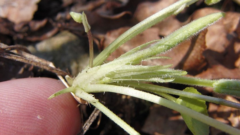 Das H&uuml;gel-Veilchen (Viola collina) (Foto: Bodo Schwarzberg)