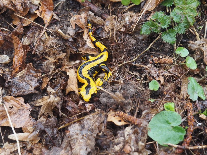 Der letzte Schnee und Vorboten des Fr&uuml;hlings (Foto: privat)