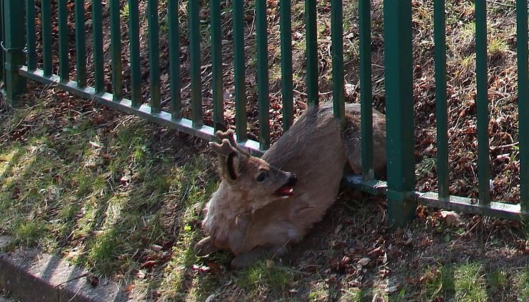 Reh steckt fest (Foto: Feuerwehr Heiligenstadt)
