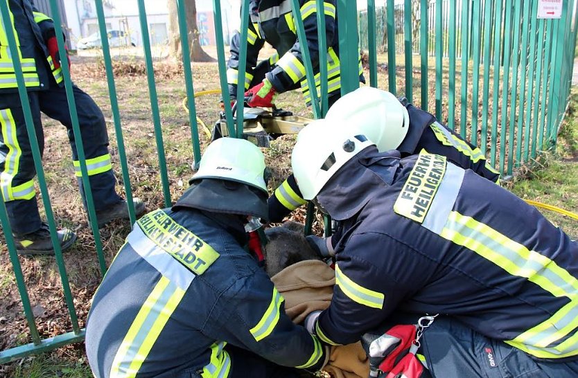 Reh wird befreit (Foto: Feuerwehr Heiligenstadt)