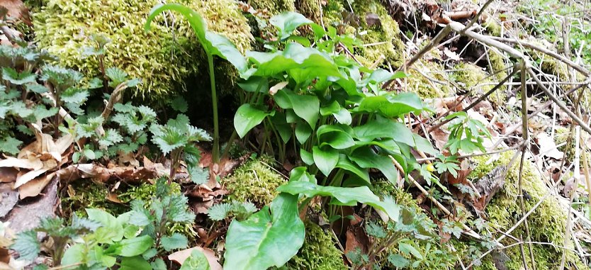 Wildspinat (Foto: D.Berberich)