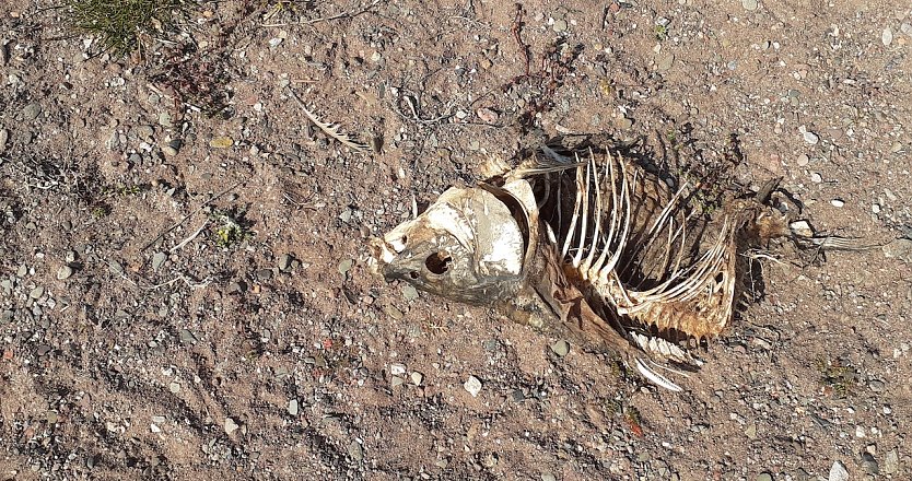 Toter Fisch (Foto: F.Gabriel) Toter Fisch (Foto: F.Gabriel)