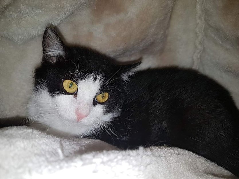 Tier der Woche: Bruce (Foto: Tierheim Nordhausen)