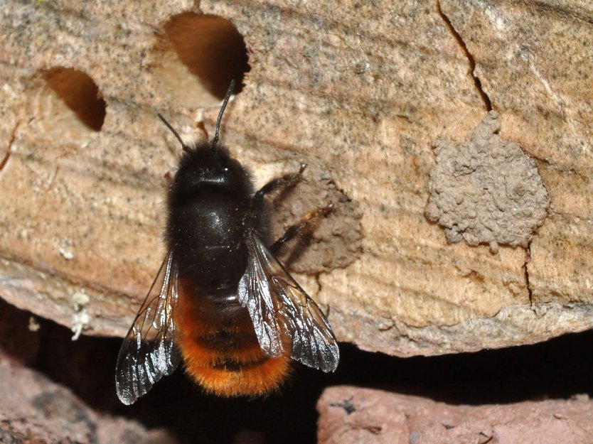 Geh&ouml;rnte Mauerbiene (Foto: Hannes Petrischak)