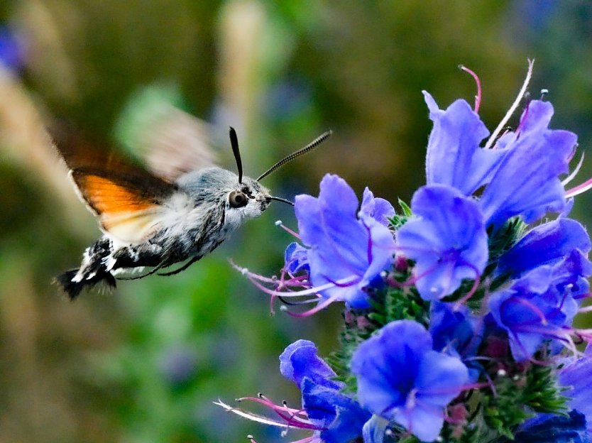 Taubenschw&auml;nzchen (Foto: Hannes Petrischak)