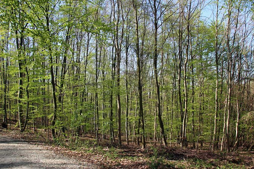 Sanierter Forstweg übergeben (Foto: Karl-Heinz Herrmann) Sanierter Forstweg übergeben (Foto: Karl-Heinz Herrmann)