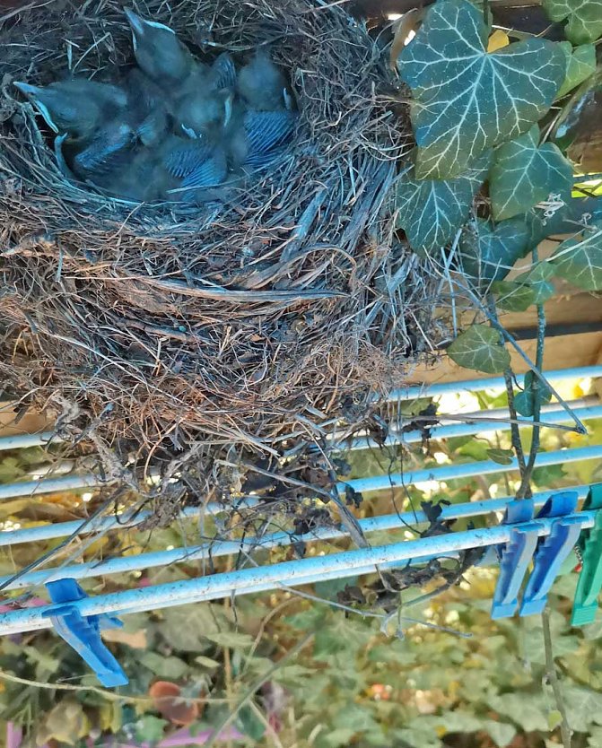 Besonderer Nistplatz im Garten (Foto: Thomas Leipold)